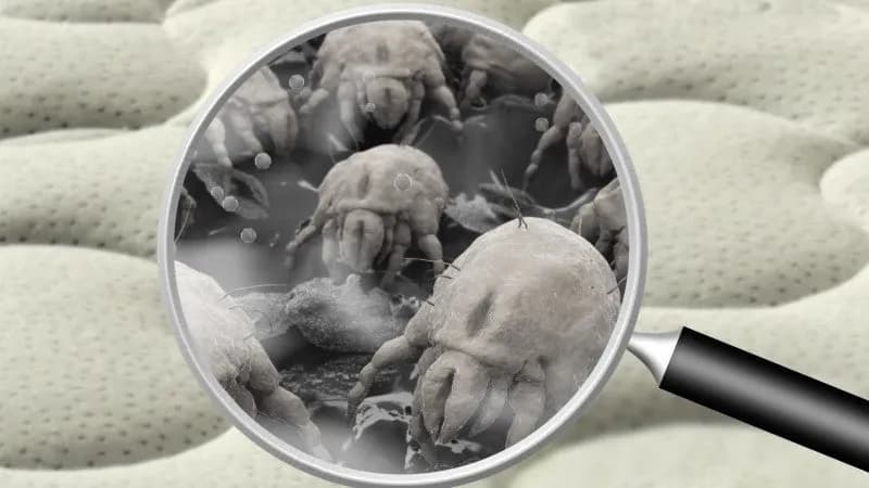 Matratzenreinigung Gesund Leben und erholsam Schlafen